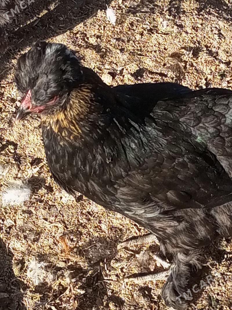 Guzlaýjy towuk. - Мургап - img 4