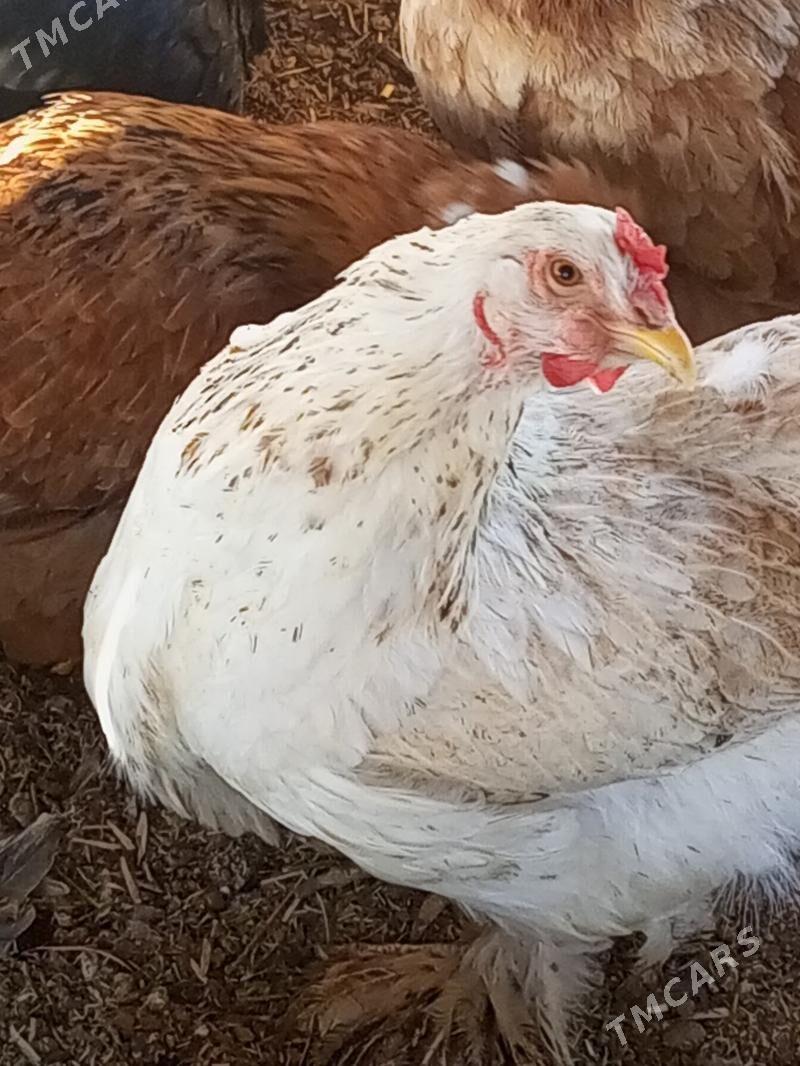 Guzlaýjy towuk. - Мургап - img 3