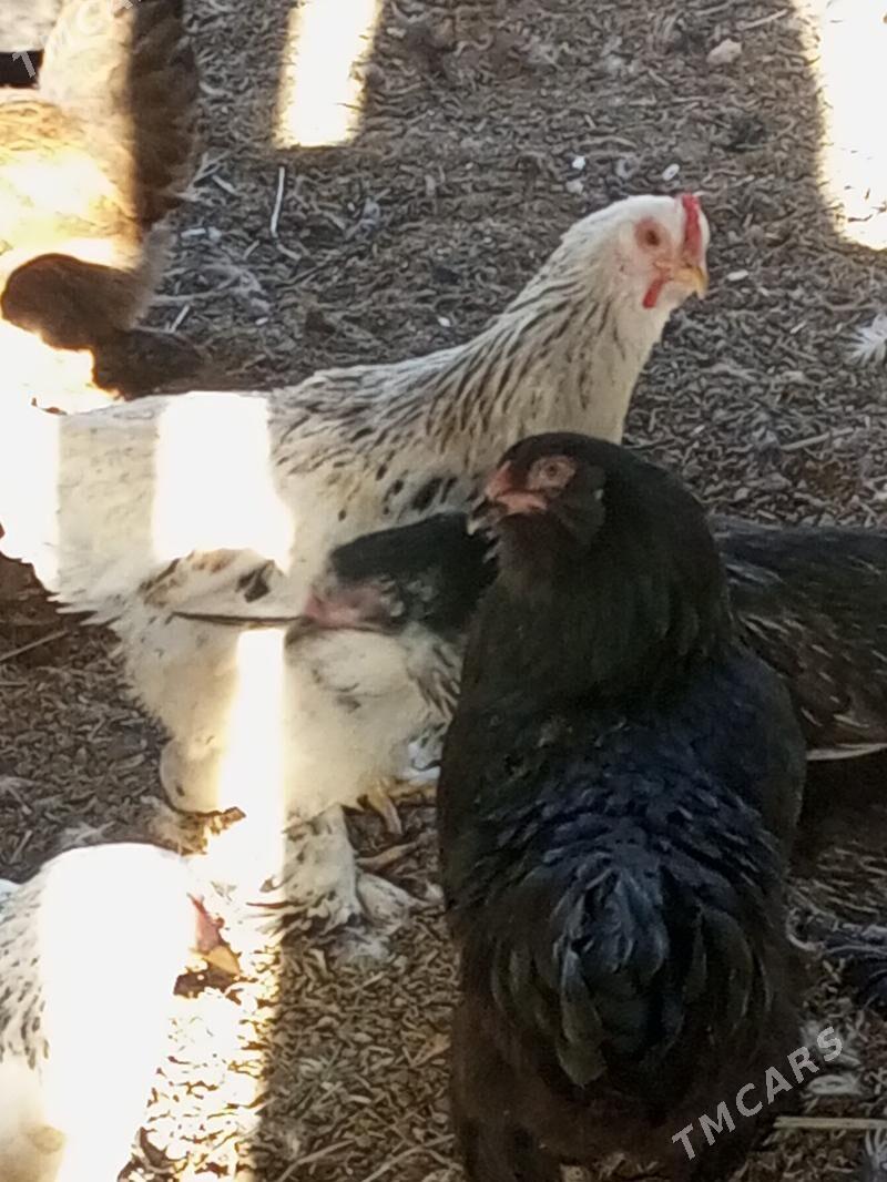 Guzlaýjy towuk. - Мургап - img 6