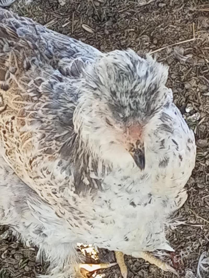 Guzlaýjy towuk. - Мургап - img 2