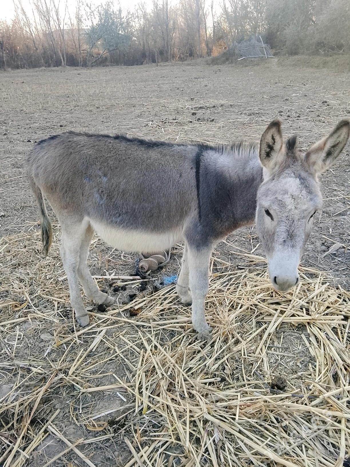 eşek - Gubadag - img 2