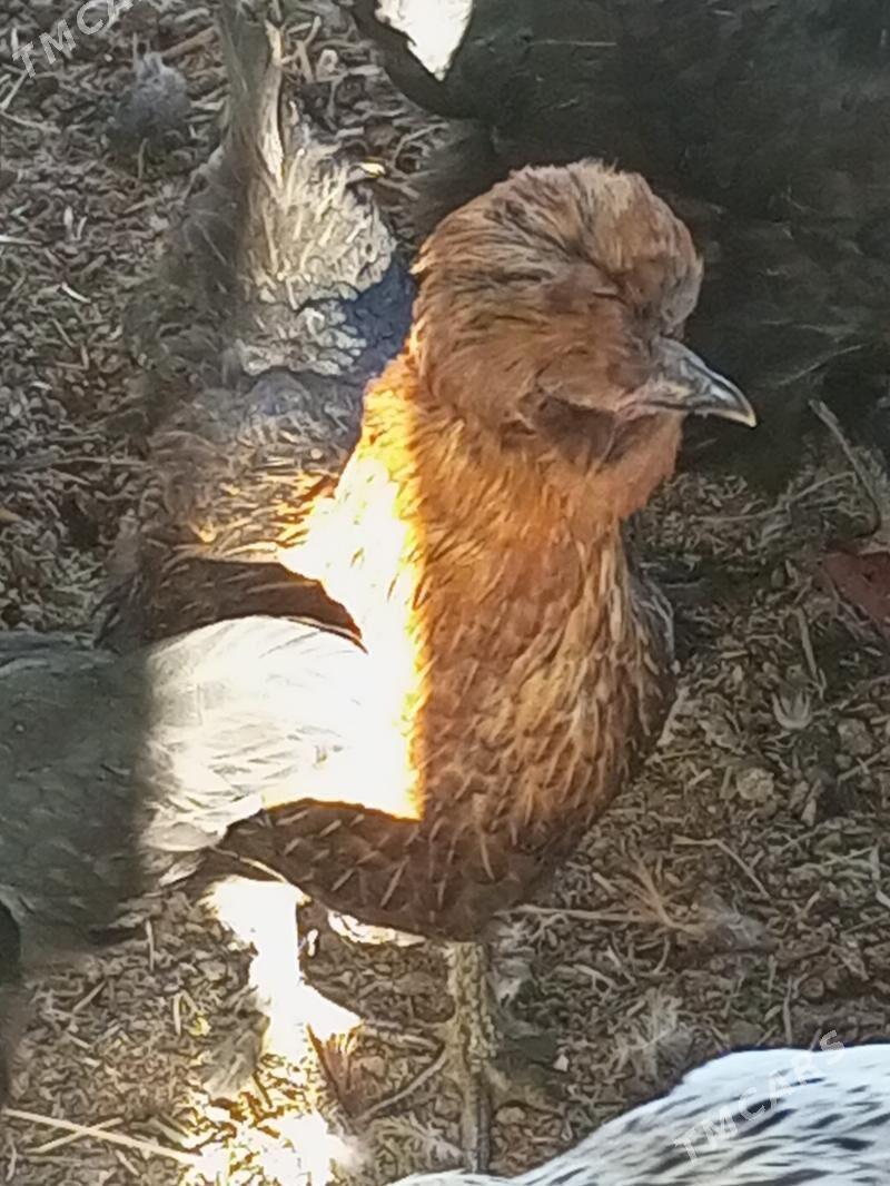 Guzlaýjy towuk. - Мургап - img 1