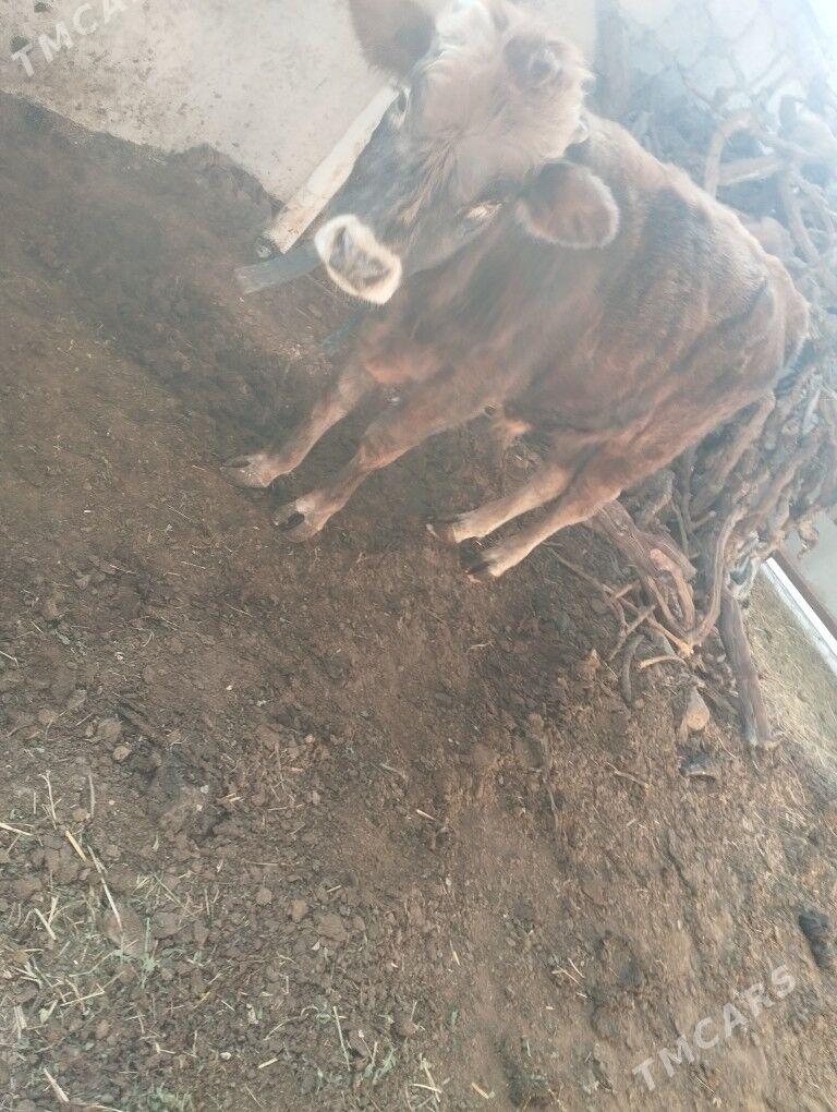 öküz - Ýaşlyk - img 3