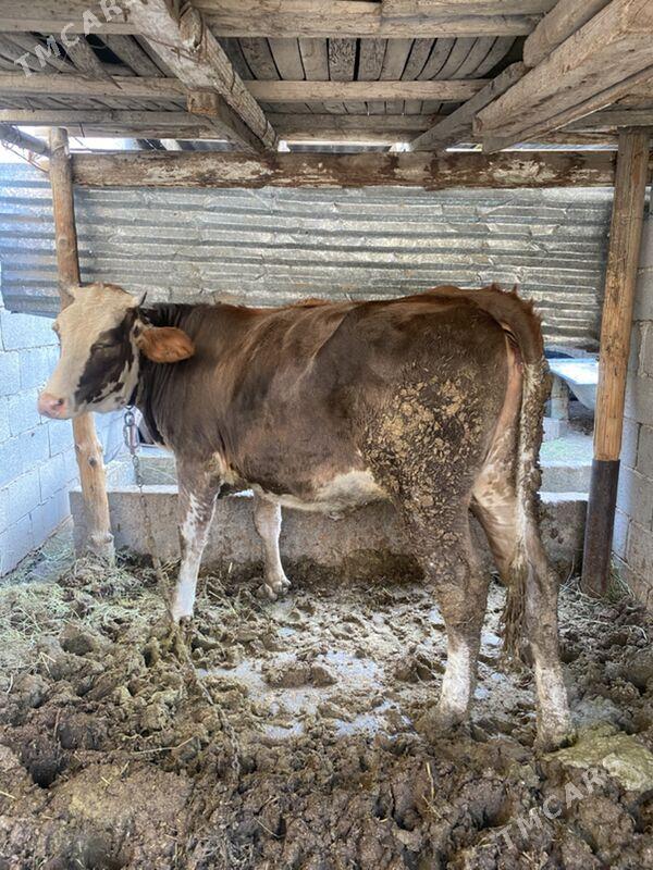 tuwe - Багир - img 3