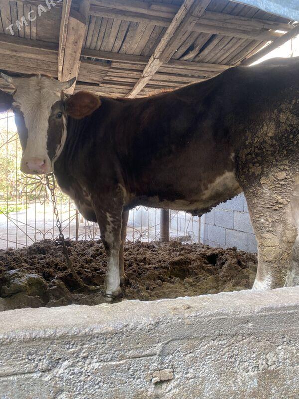 tuwe - Багир - img 5