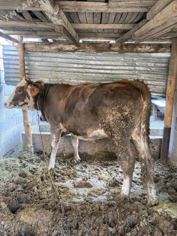 tuwe - Багир - img 2