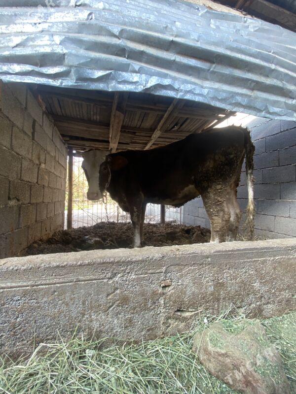 tuwe - Багир - img 6