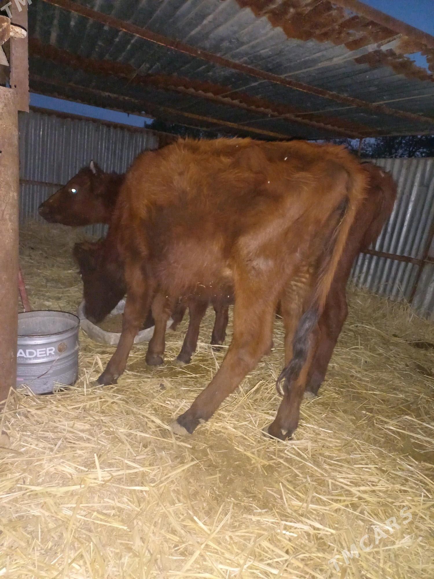 Tùwe sygyr - Яшлык - img 1