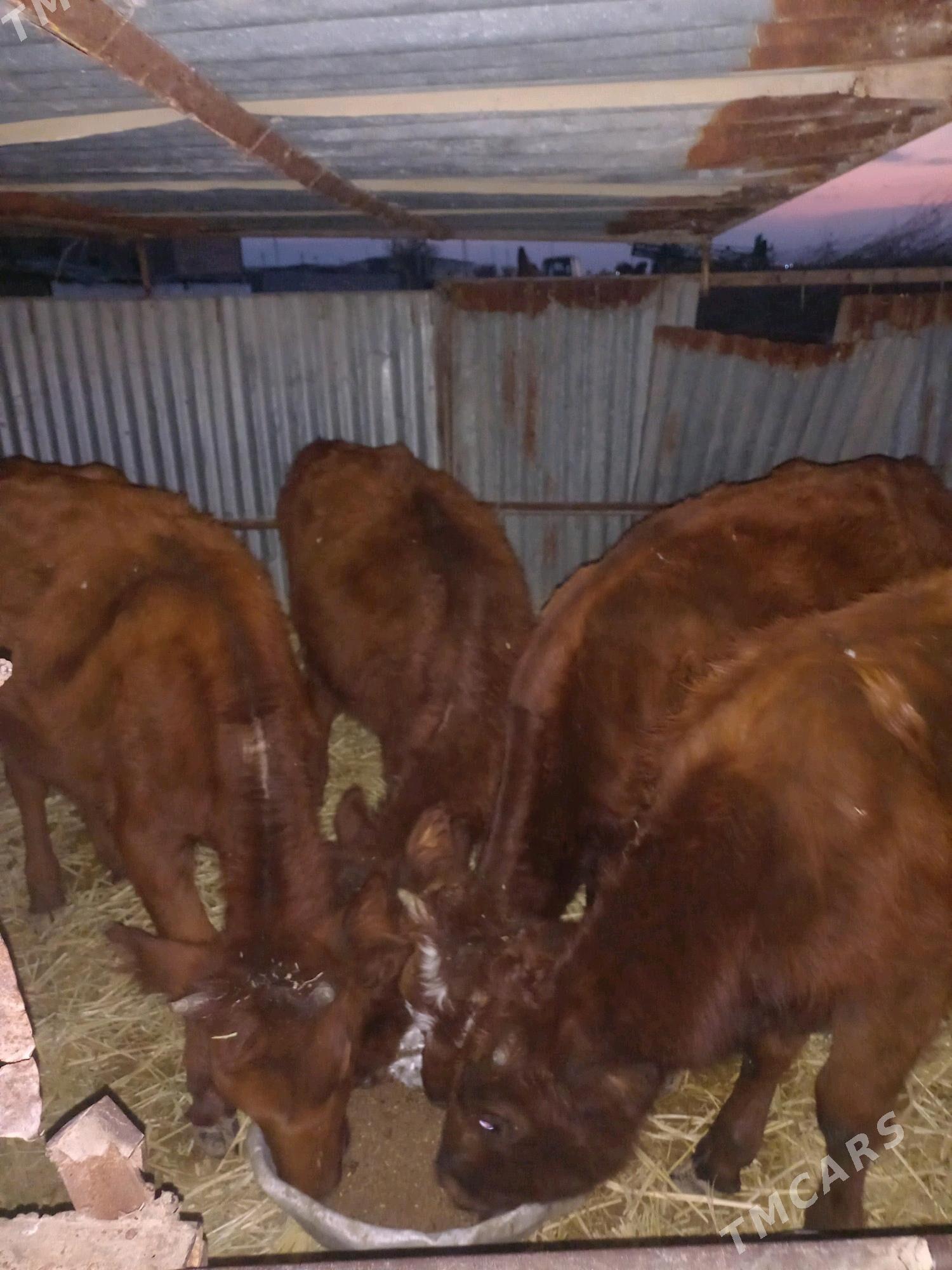 Tùwe sygyr - Яшлык - img 3