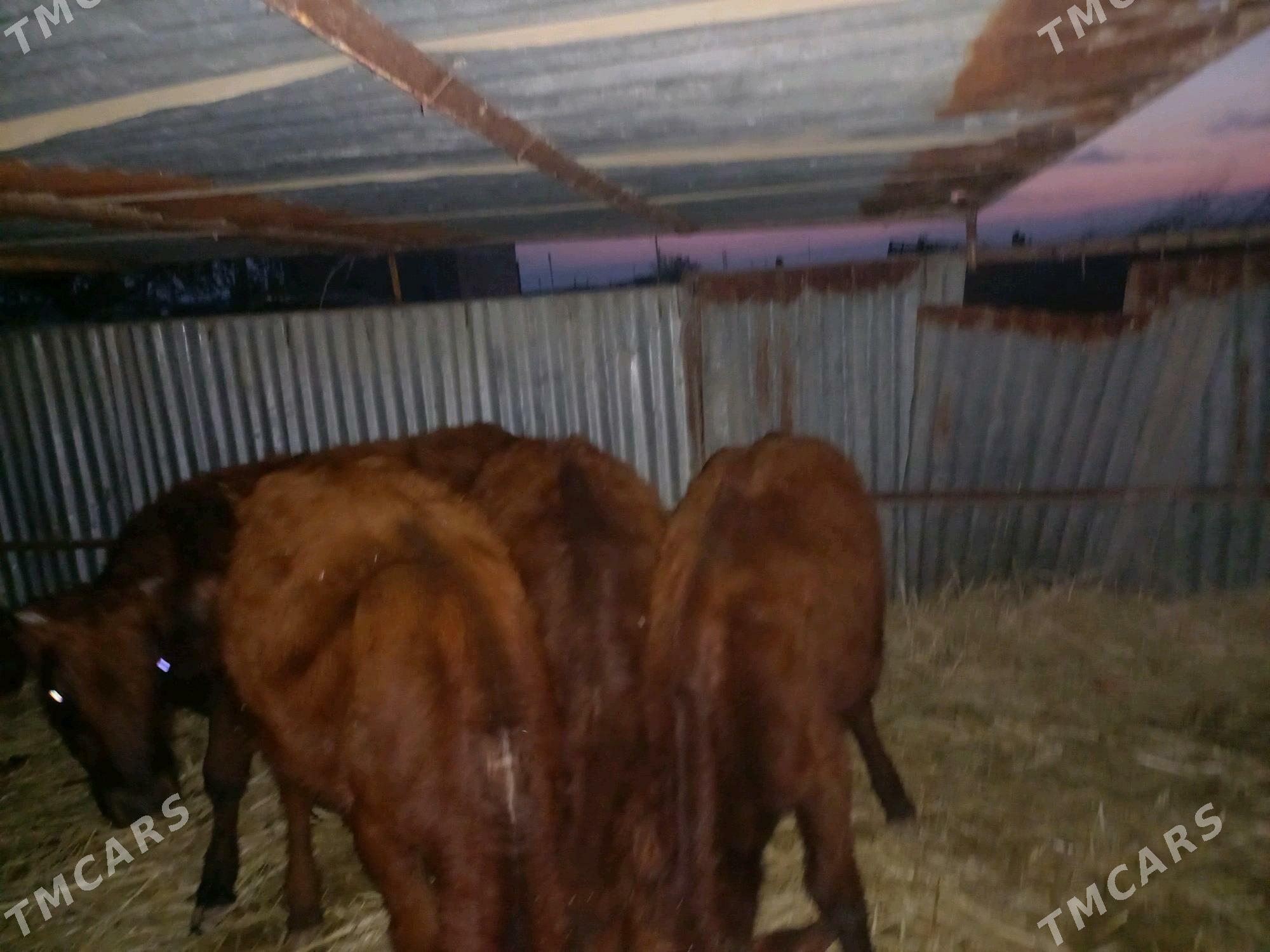 Tùwe sygyr - Яшлык - img 5