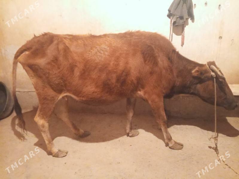 Sygyr - Çärjew - img 2