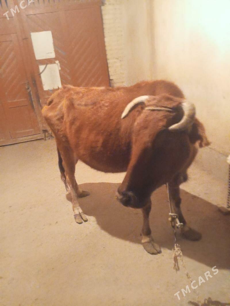 Sygyr - Çärjew - img 4