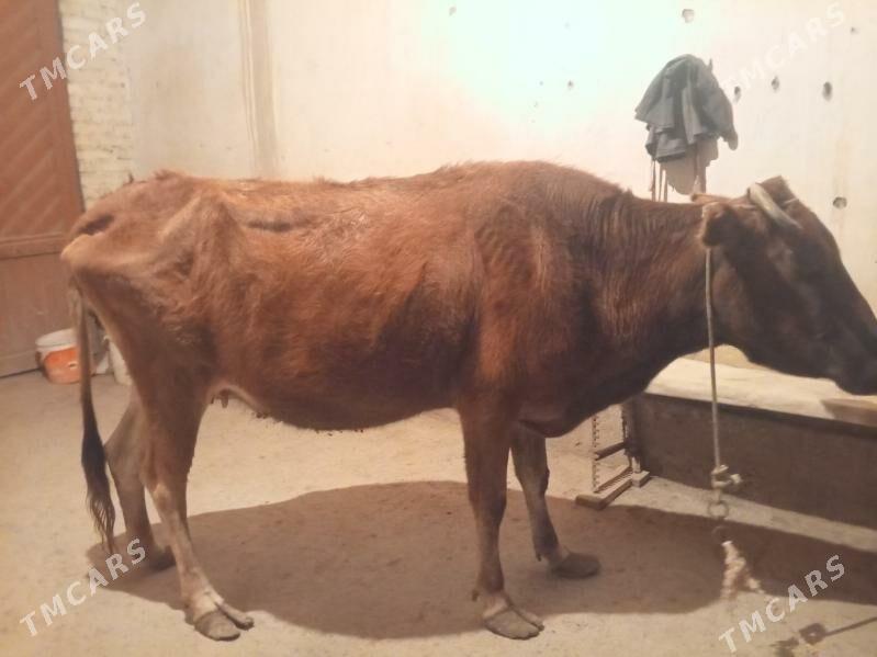 Sygyr - Çärjew - img 1