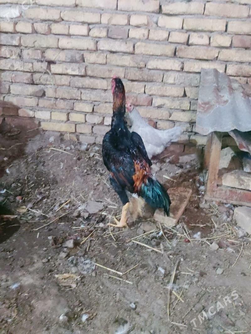 horaz juje - Туркменабат - img 3