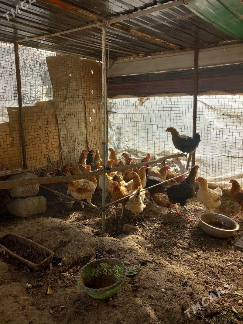 Guzlayjy Towuk - Ашхабад - img 4