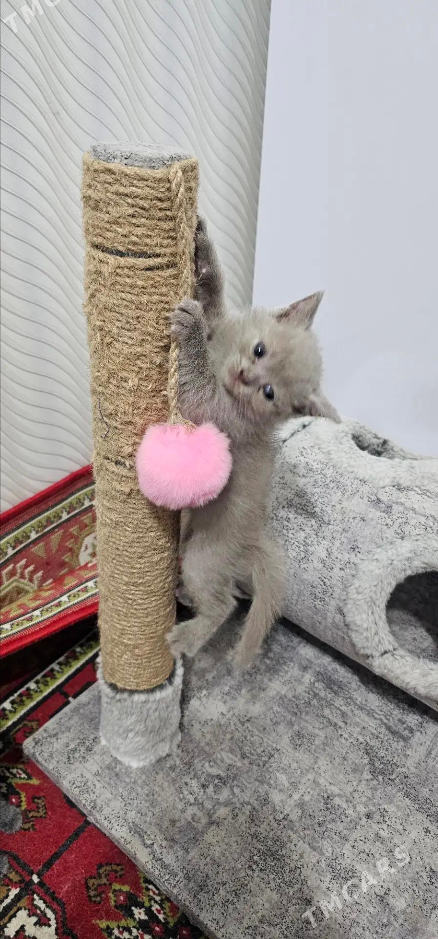 шотланд котята şotland pişik - Ашхабад - img 2