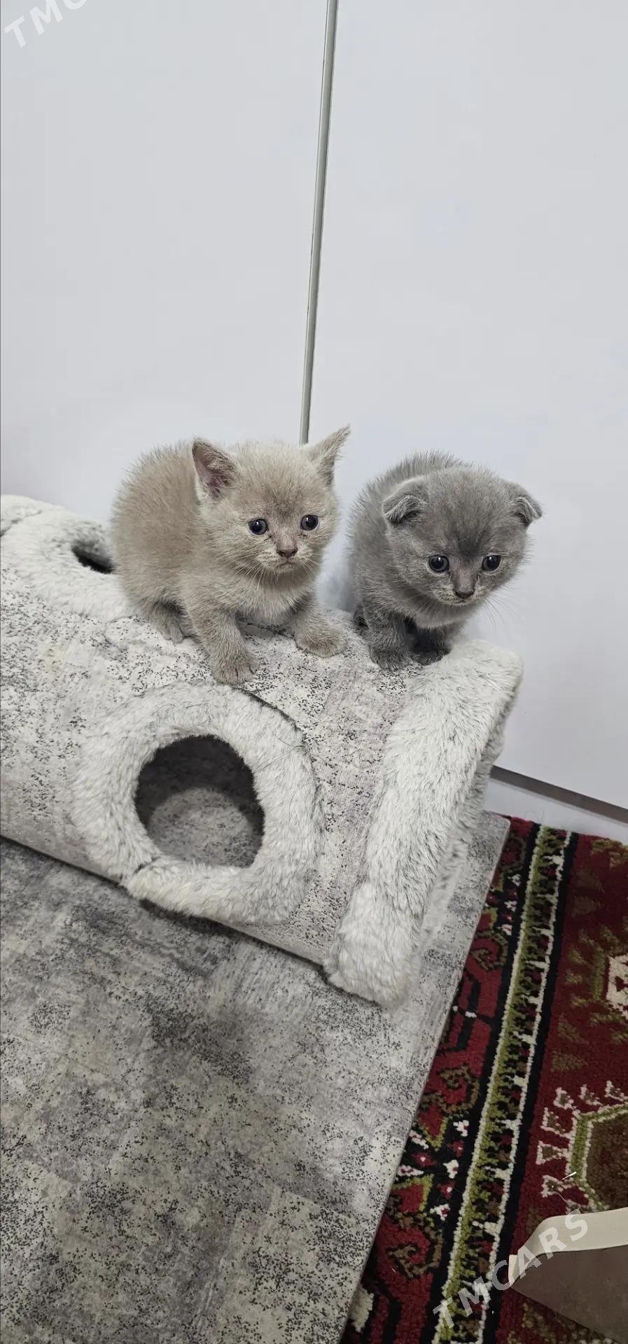 шотланд котята şotland pişik - Ашхабад - img 4