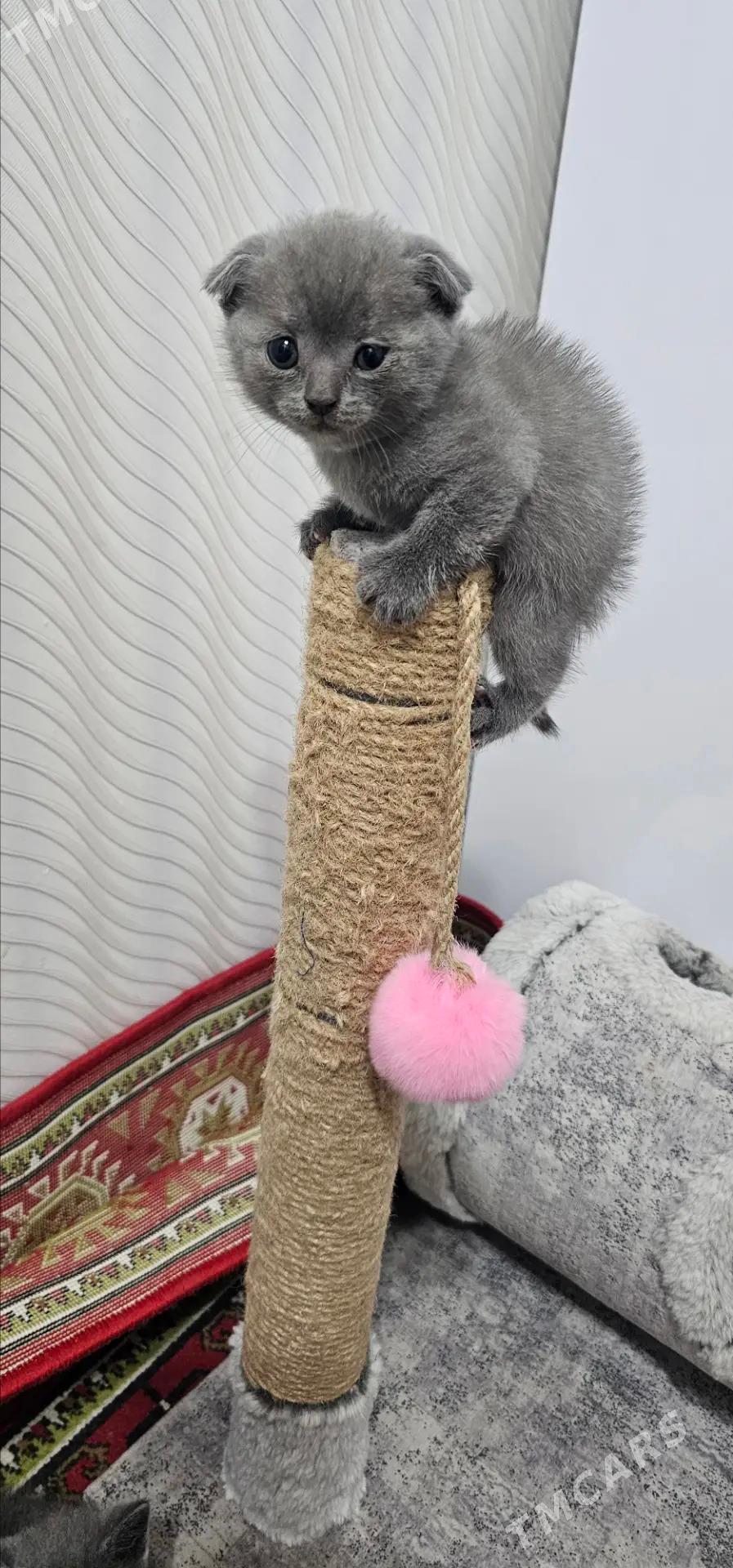 шотланд котята şotland pişik - Ашхабад - img 3