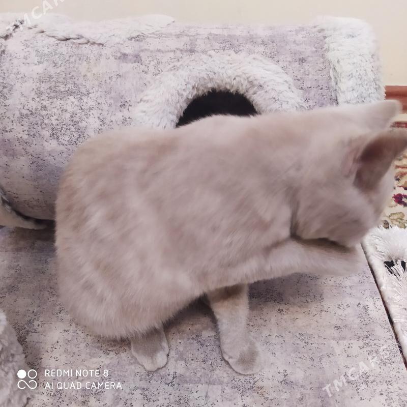 шотланд котята şotland pişik - Ашхабад - img 5