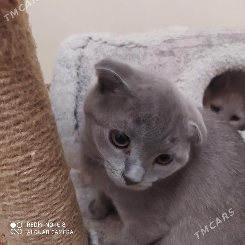 шотланд котята şotland pişik - Ашхабад - img 6