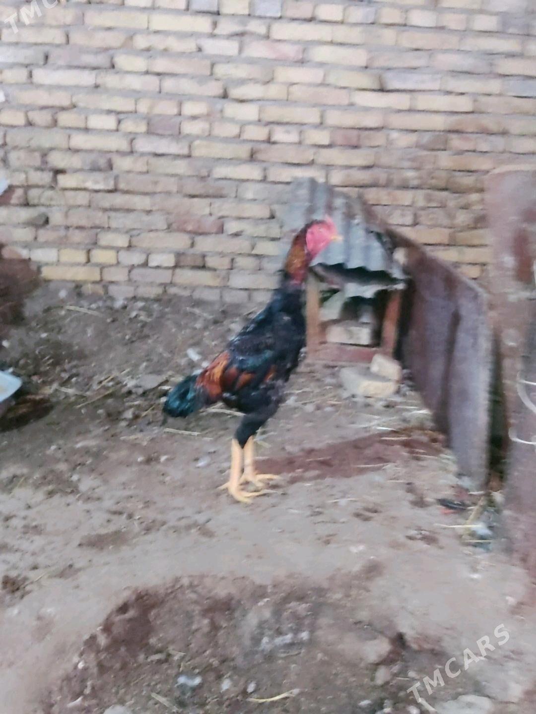 horaz juje - Туркменабат - img 4