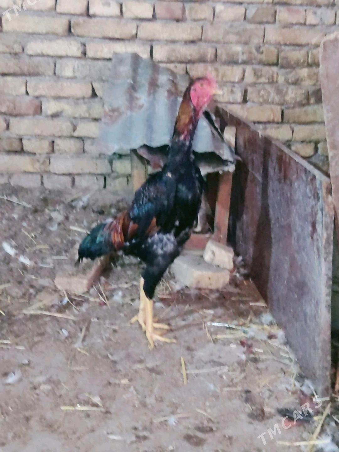 horaz juje - Туркменабат - img 2