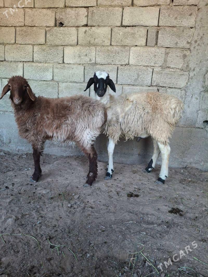 goyun - Änew - img 3