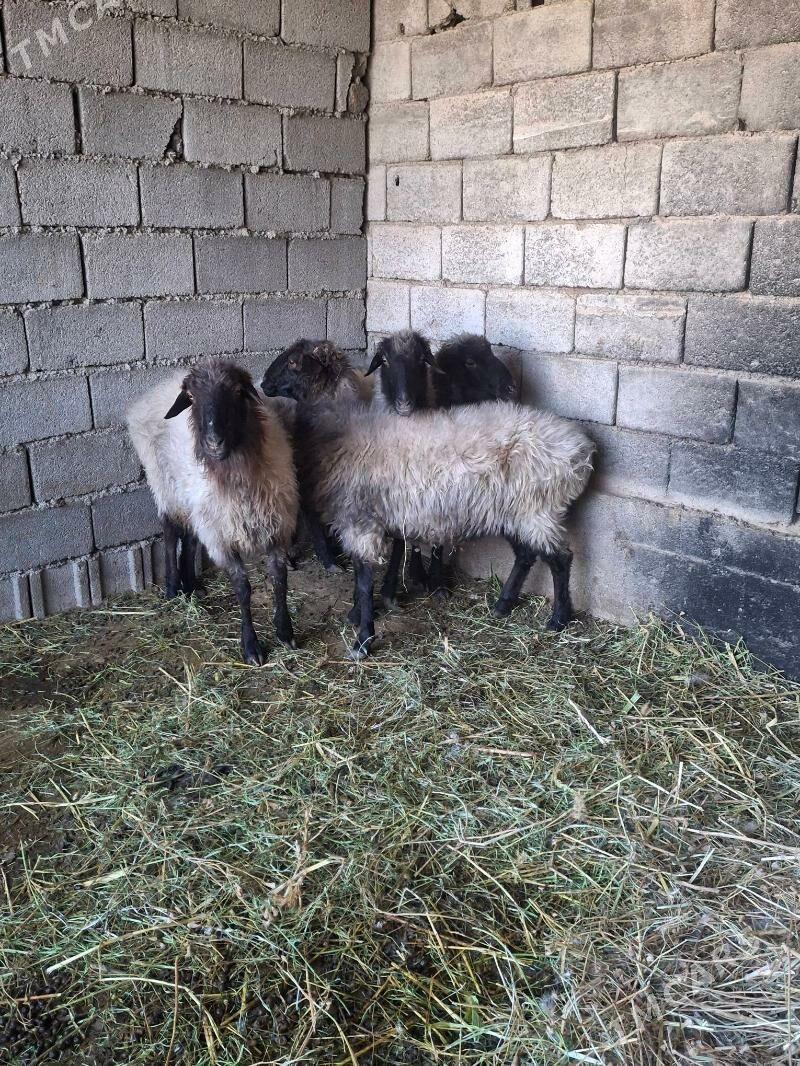 goyun - Änew - img 4