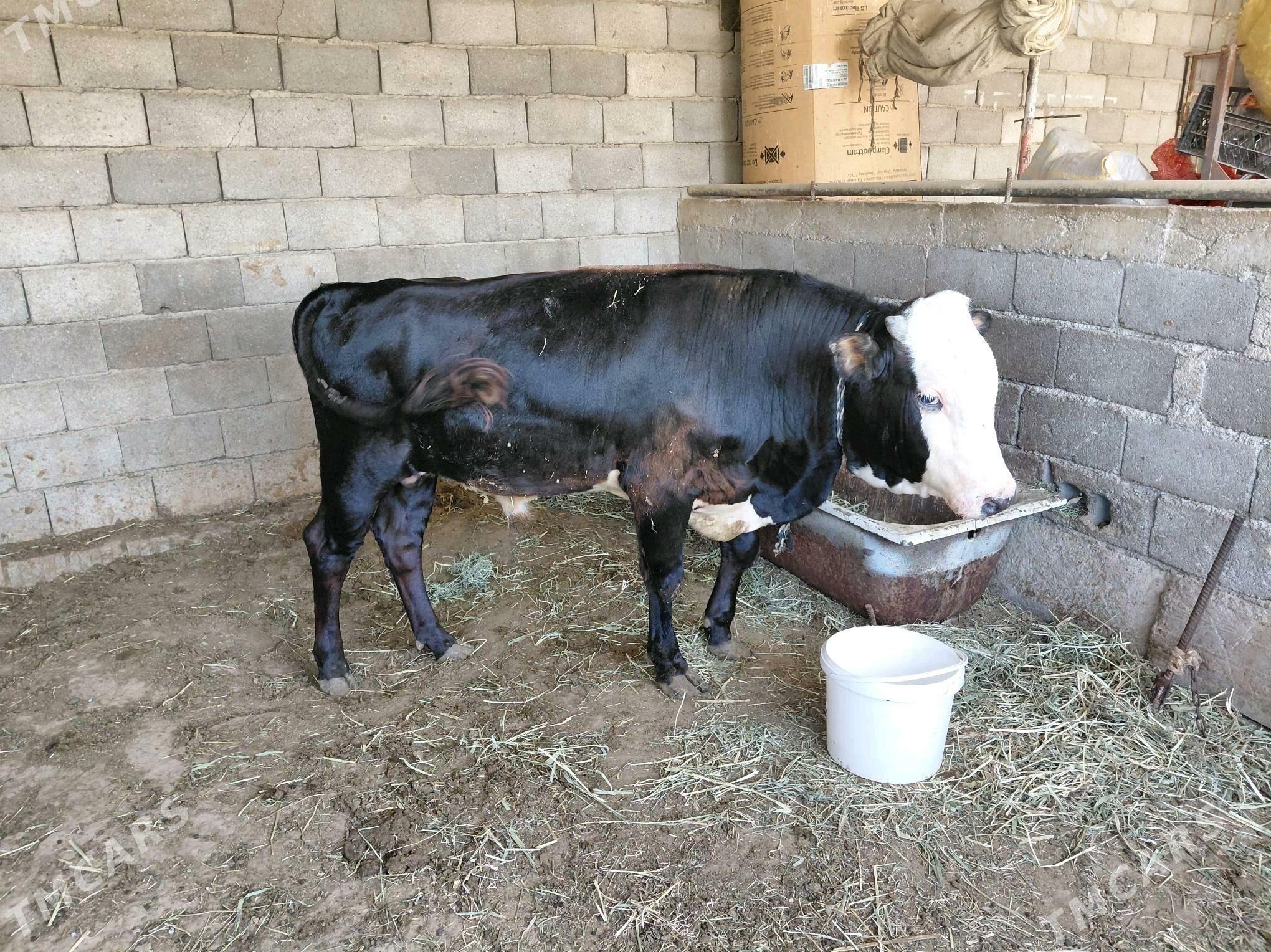 Öküz - Ак-Бугдайский этрап - img 3