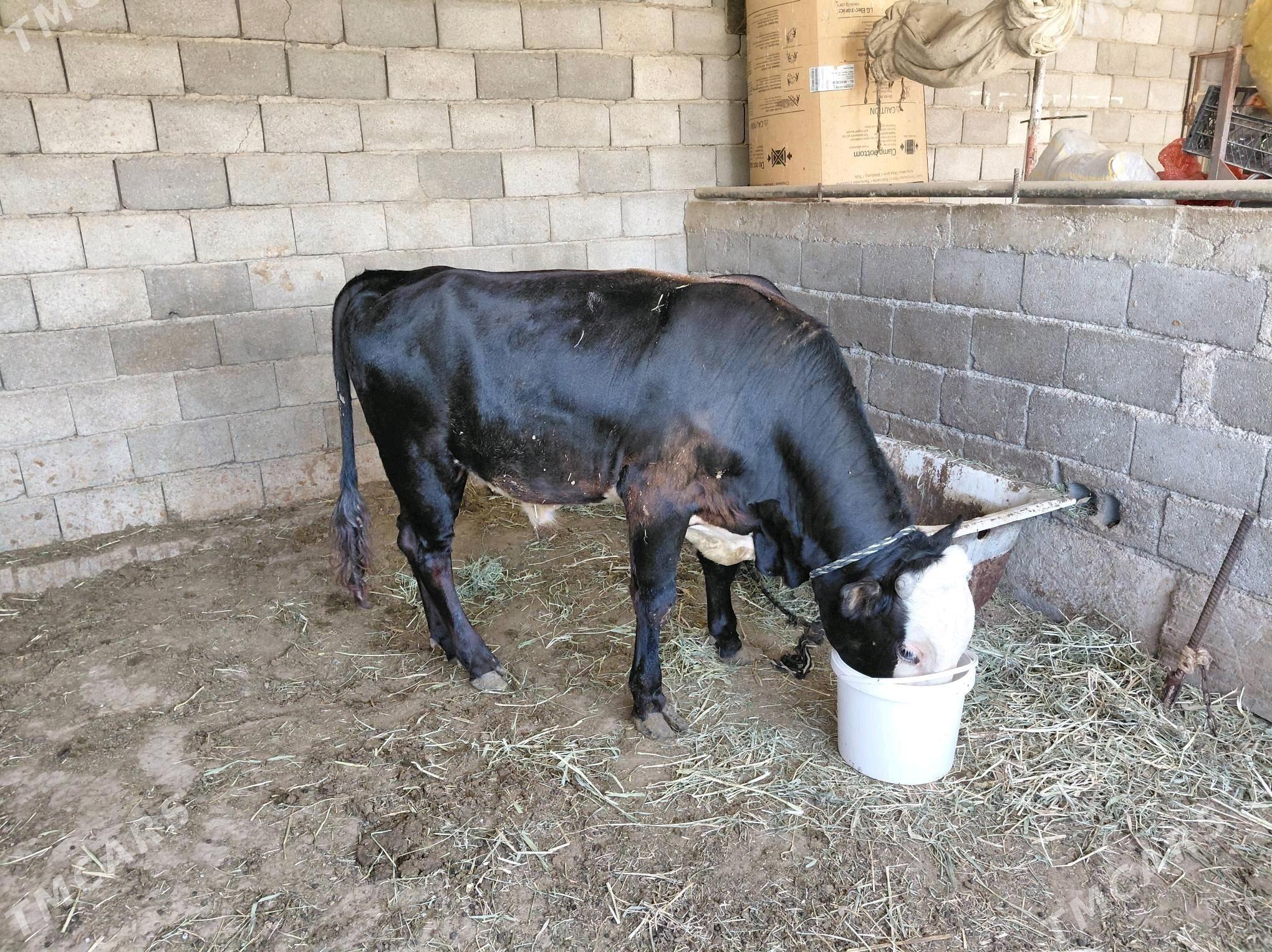 Öküz - Ак-Бугдайский этрап - img 2