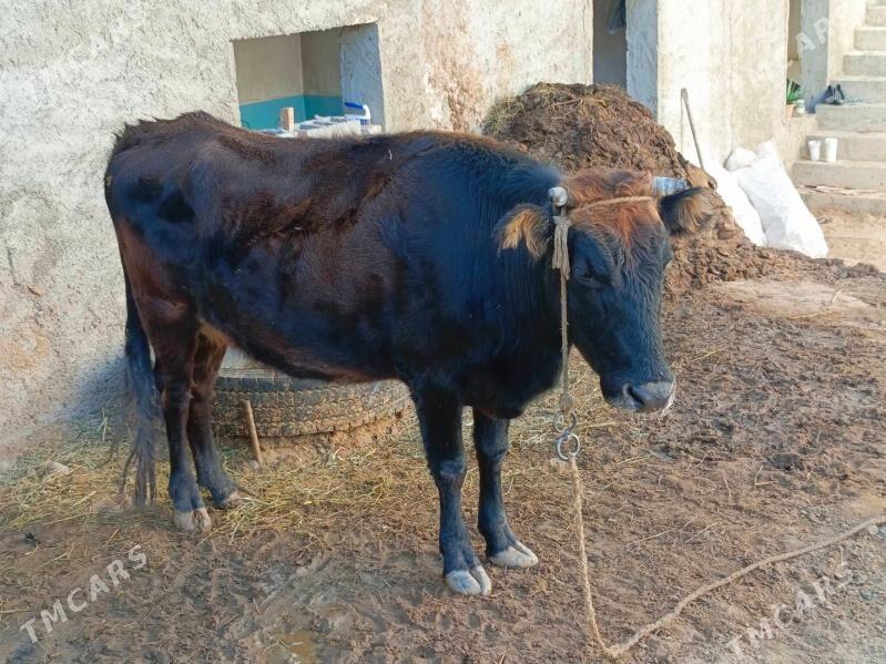 Sygyr - Чоганлы - img 5