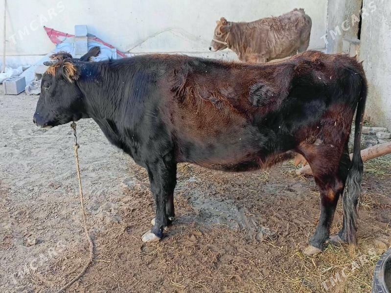 Sygyr - Чоганлы - img 3