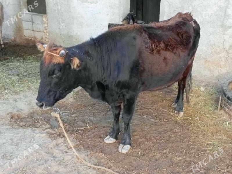 Sygyr - Чоганлы - img 2