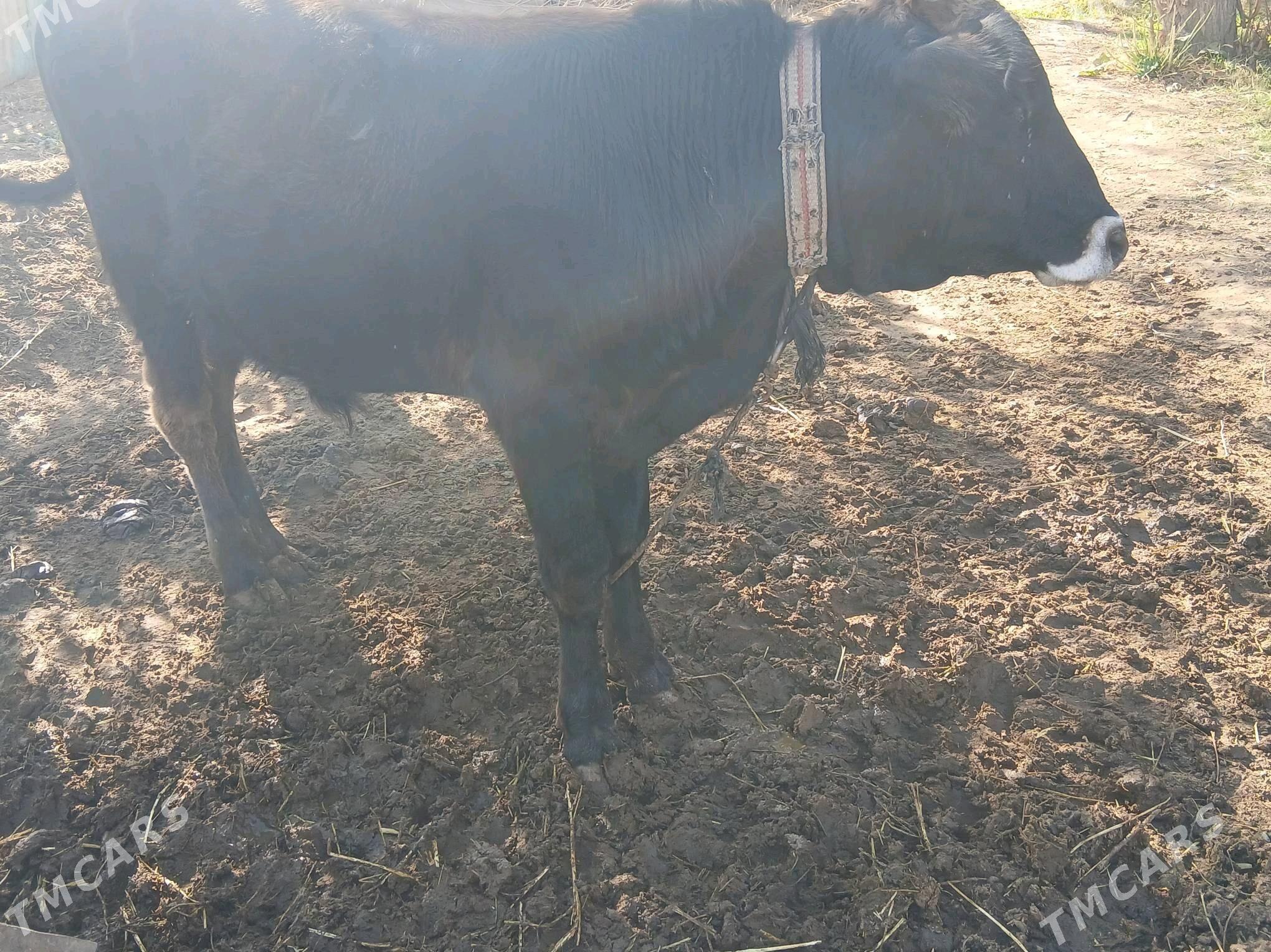 Okuz/Mallar/Gole/Öküzce/öküz - Babadaýhan - img 3