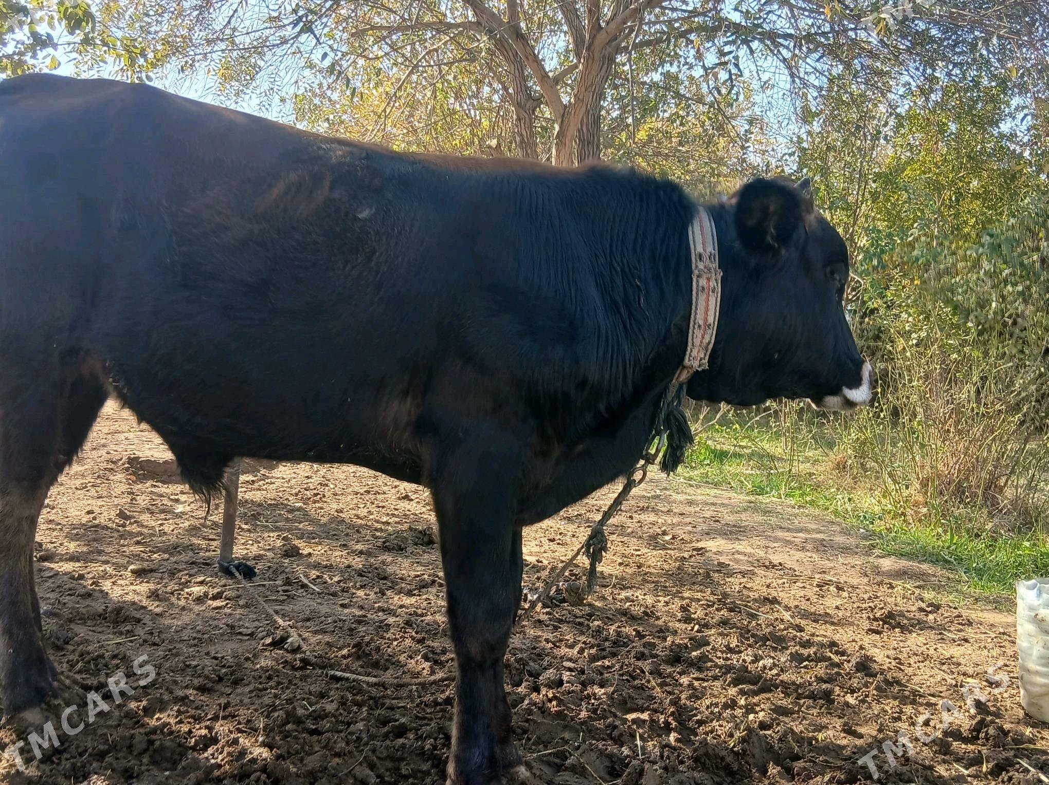 Okuz/Mallar/Gole/Öküzce/öküz - Babadaýhan - img 2