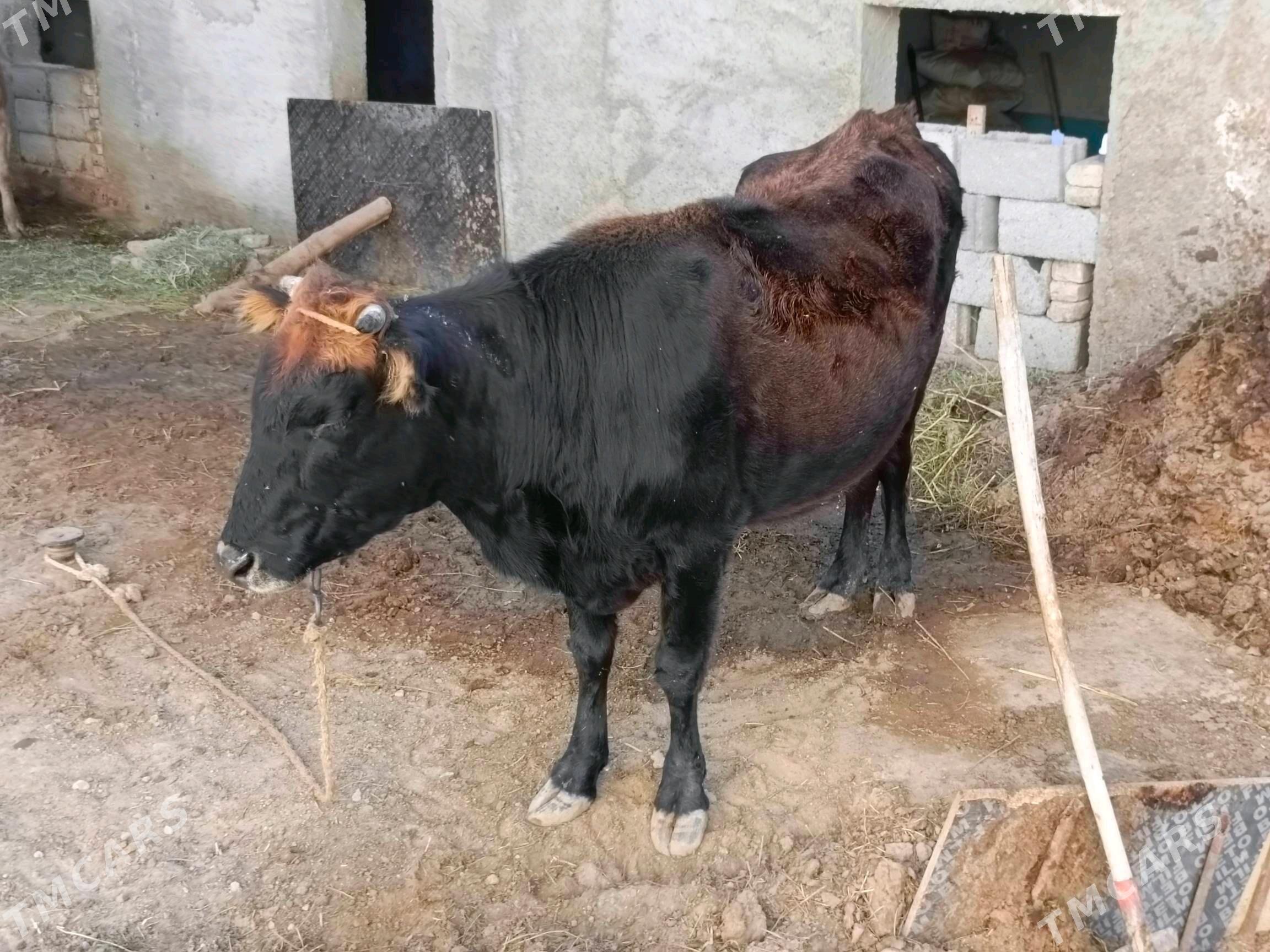 Sygyr - Чоганлы - img 7