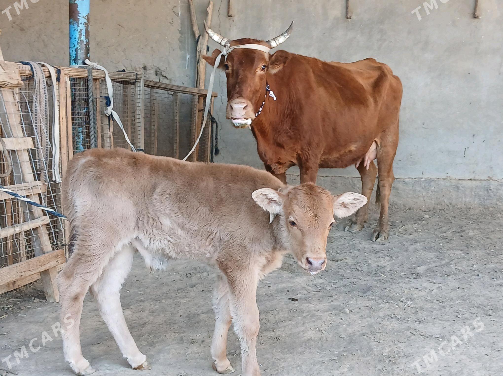 goleli - Векильбазар - img 4