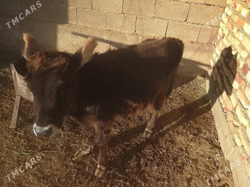 gòle - Кака - img 2