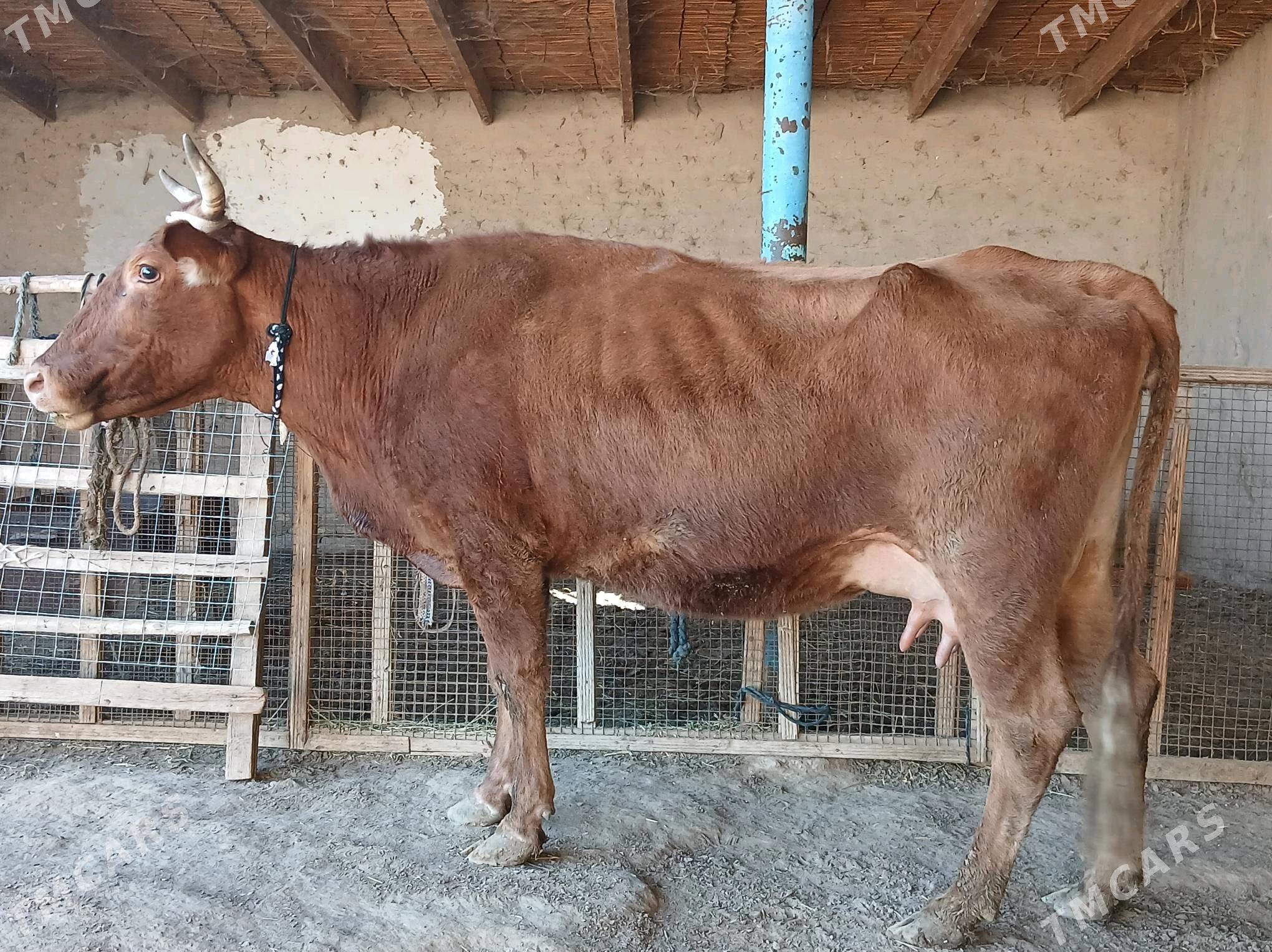 goleli - Векильбазар - img 7