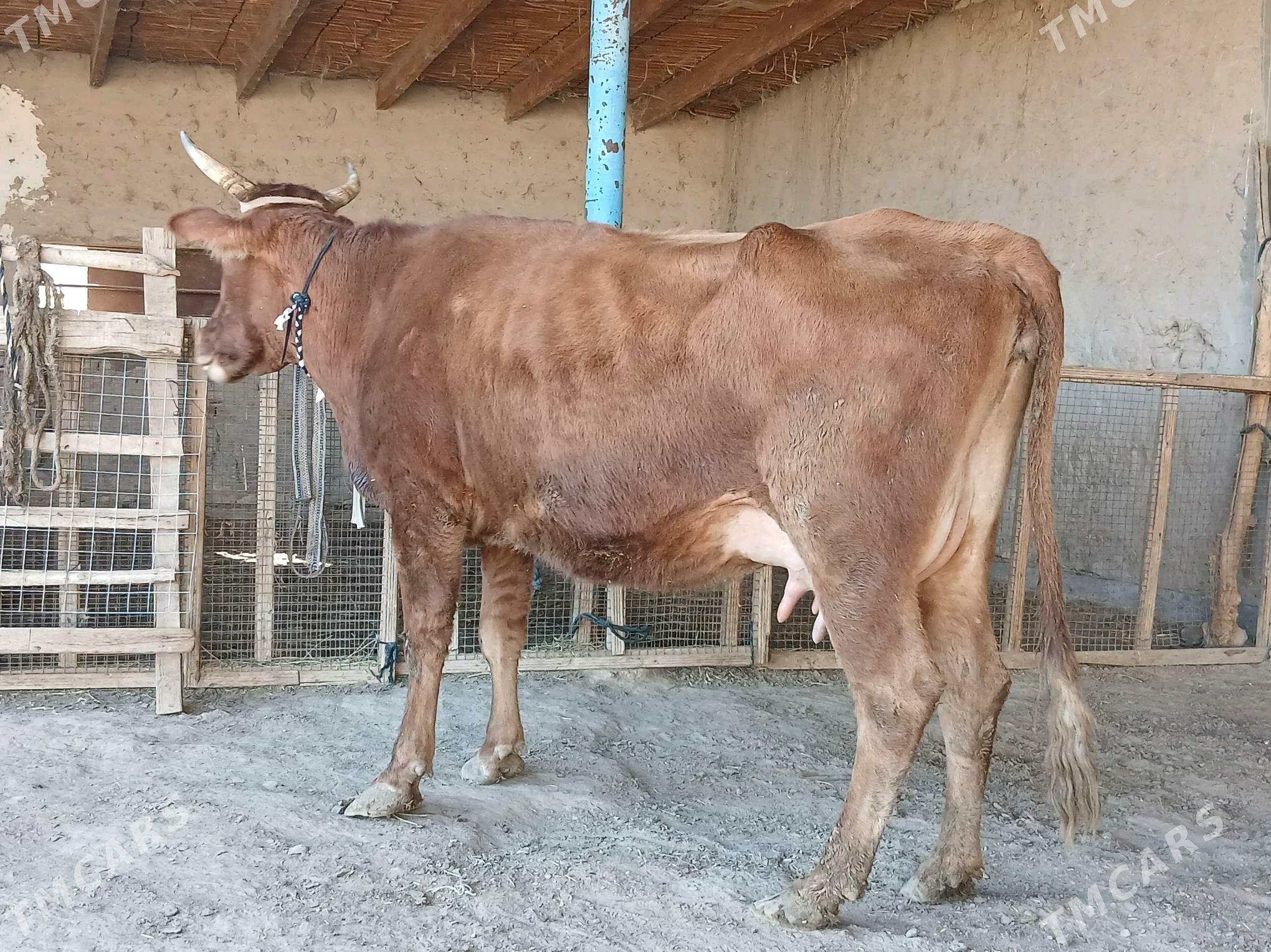 goleli - Векильбазар - img 5