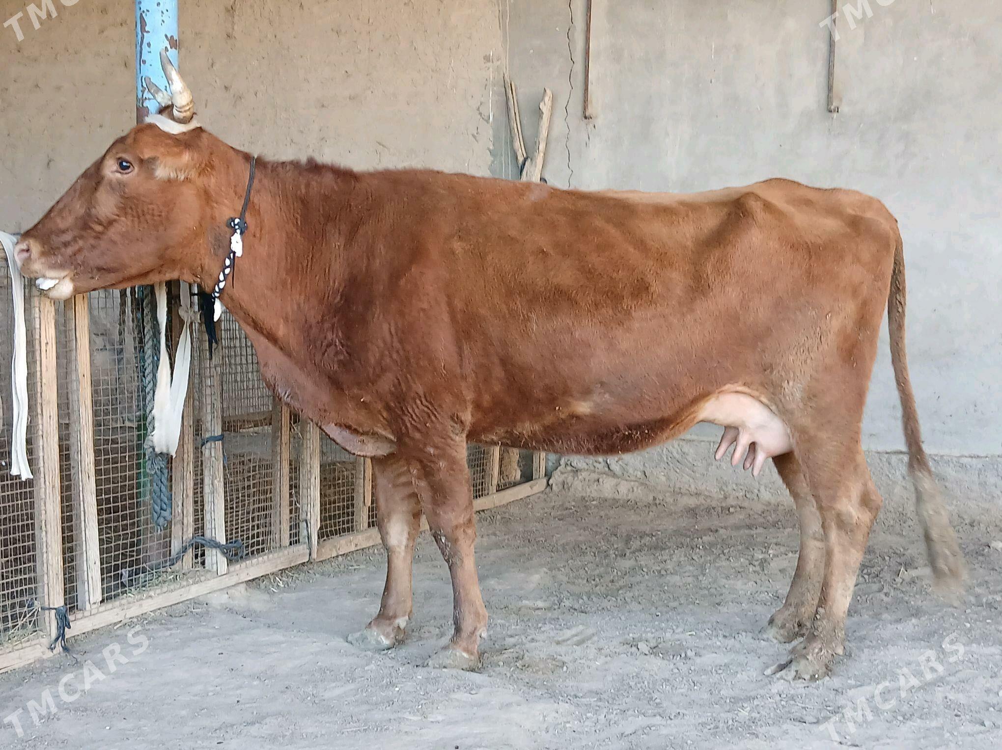 goleli - Векильбазар - img 2