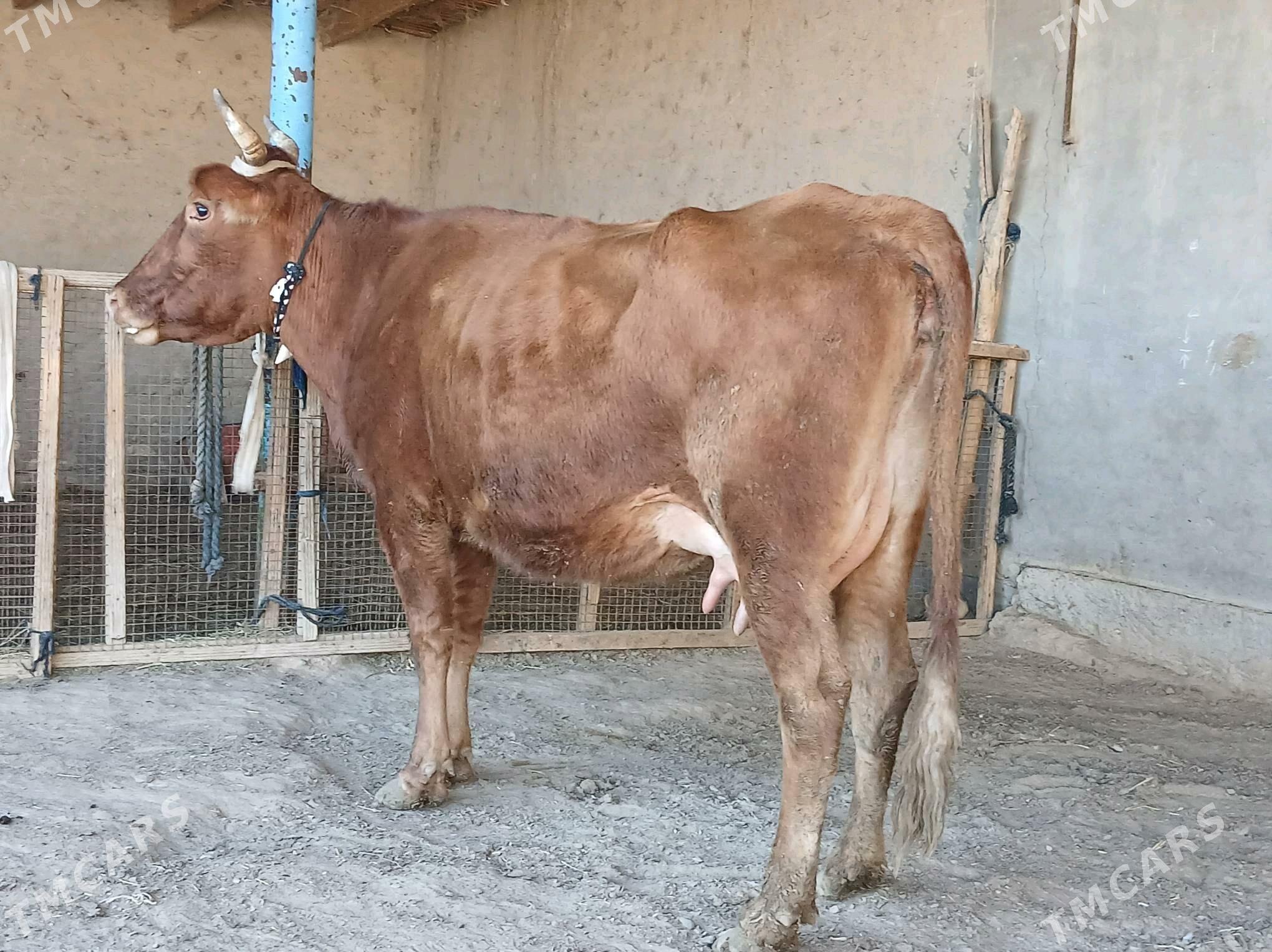 goleli - Векильбазар - img 3