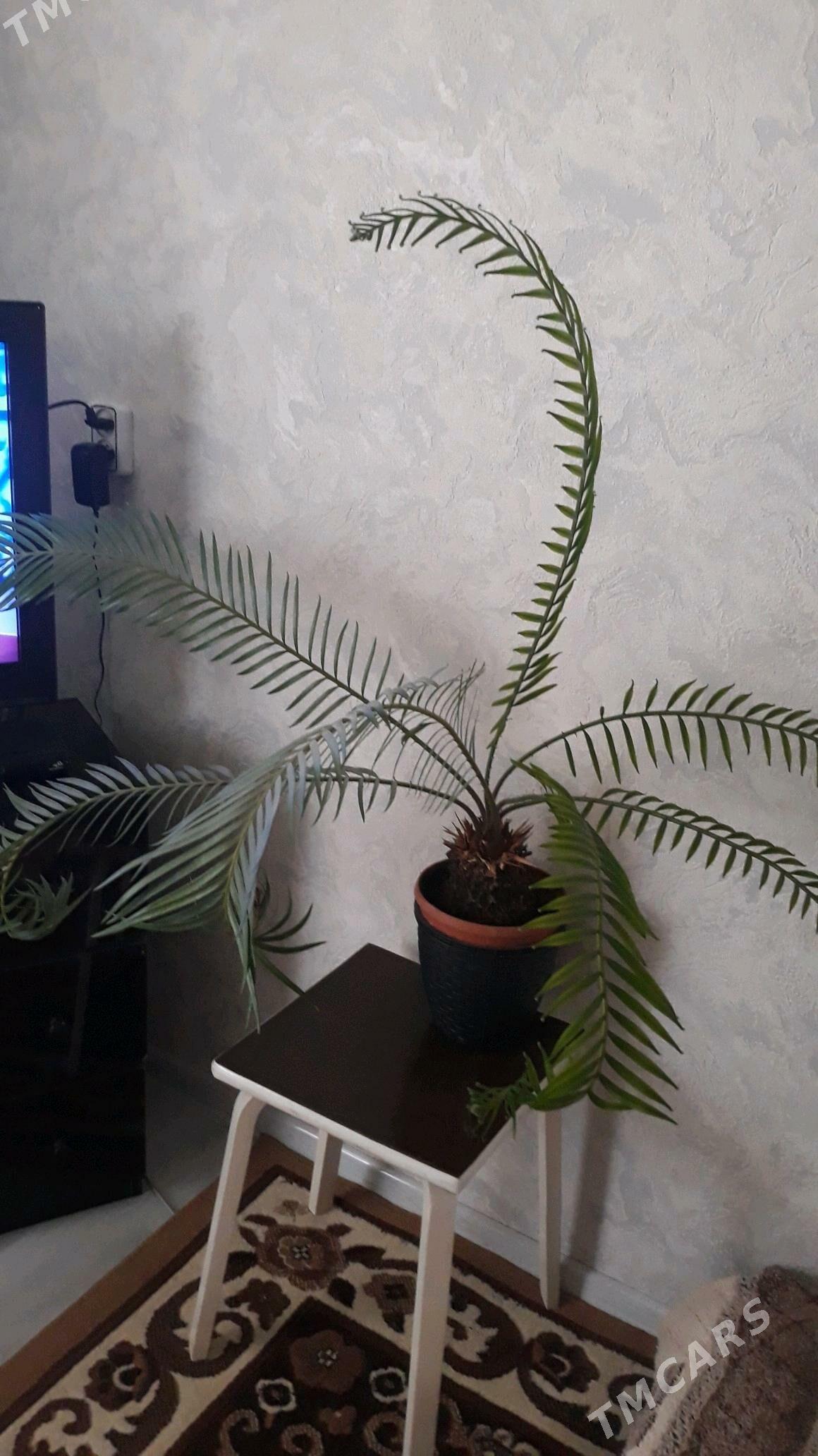 Gul монстера, женское счастье - Aşgabat - img 2