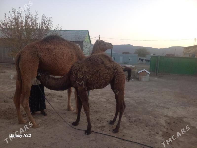 Duye - Берекет - img 2