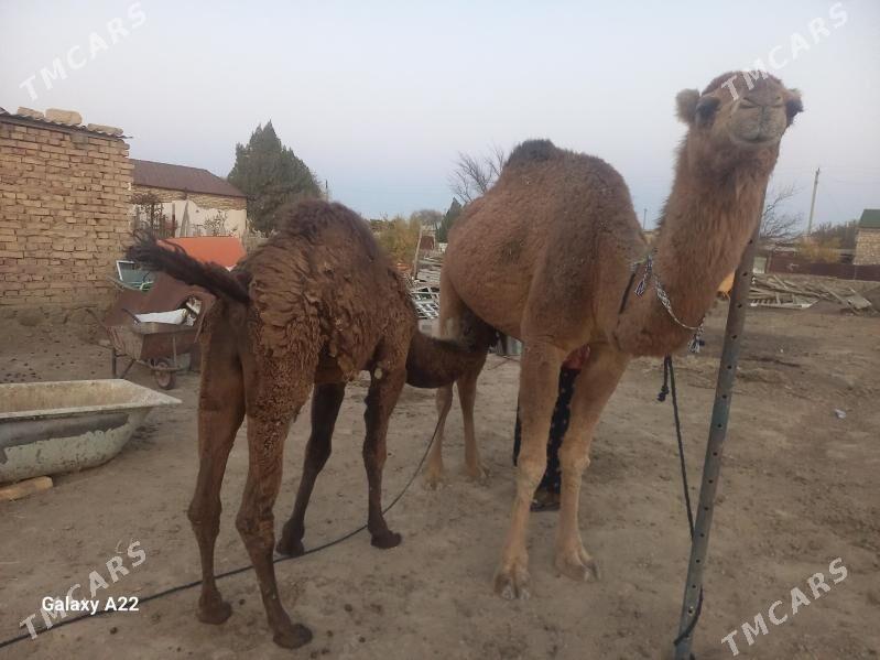 Duye - Берекет - img 3