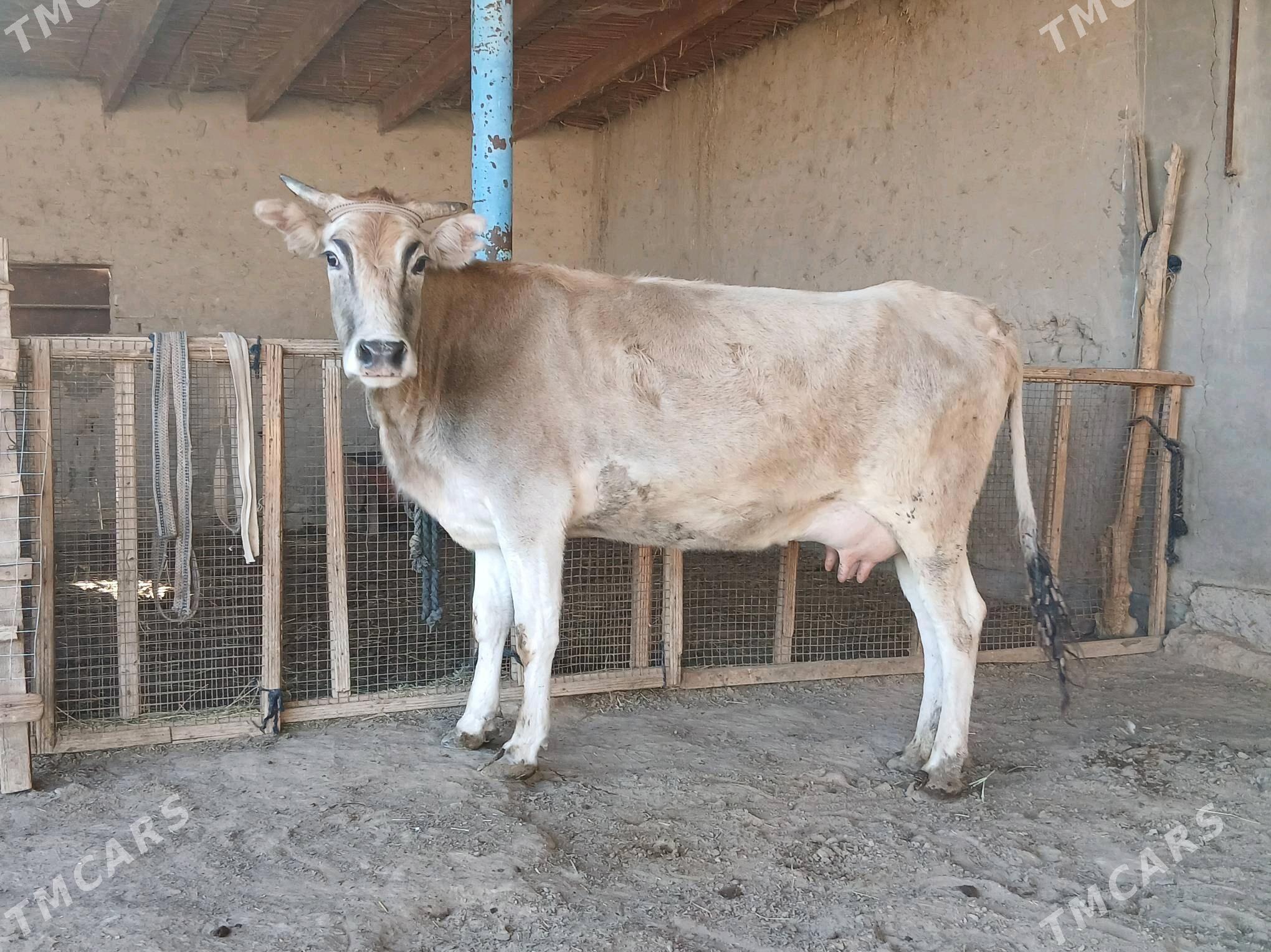 sygyr - Векильбазар - img 4