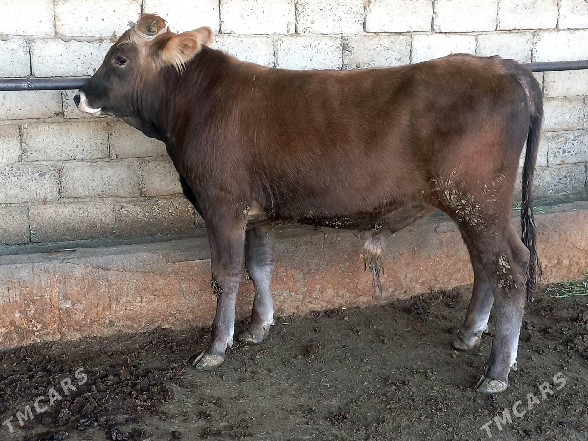 Şiwes tohum okuz - Гёкдепе - img 2