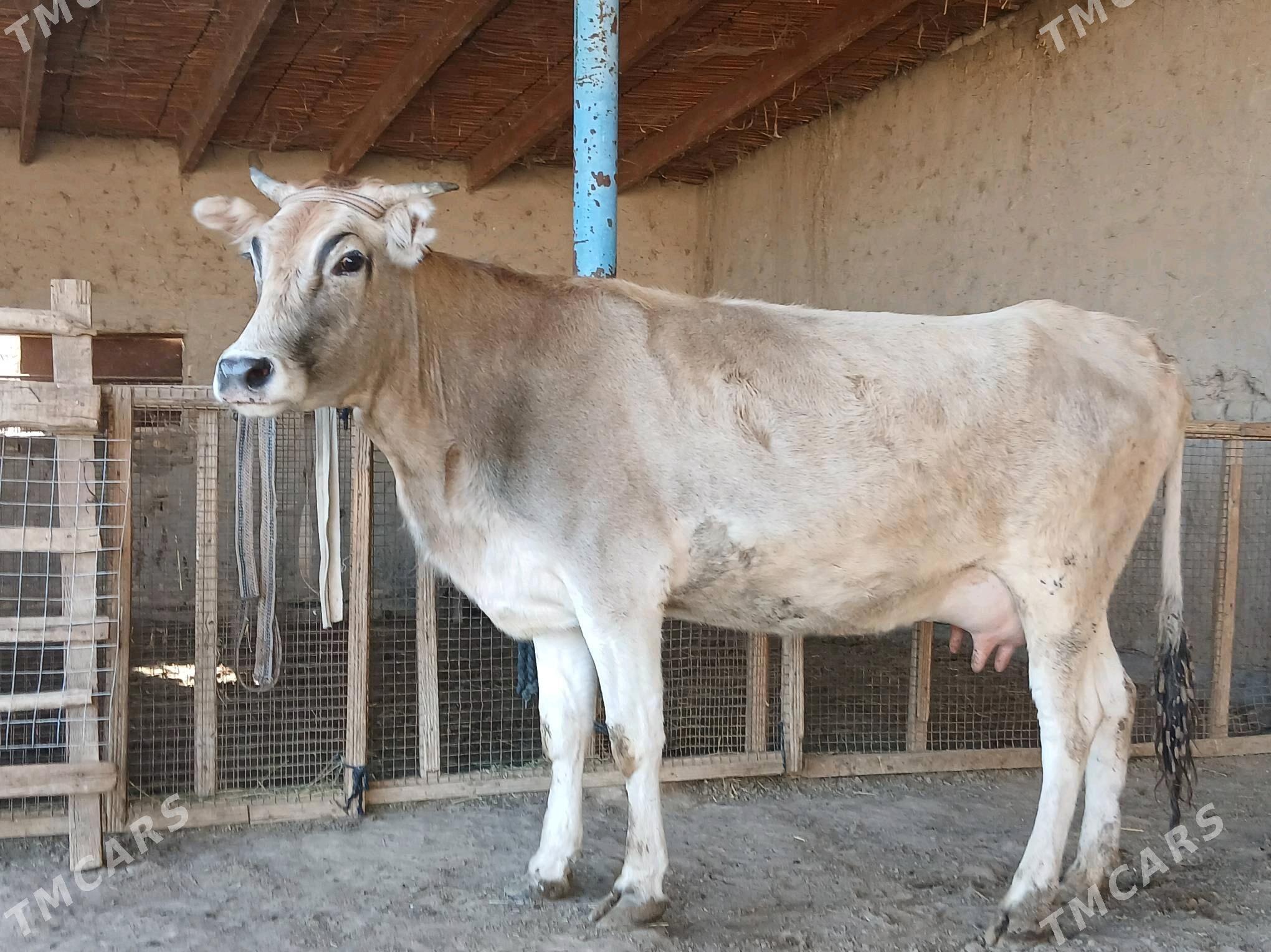 sygyr - Векильбазар - img 3