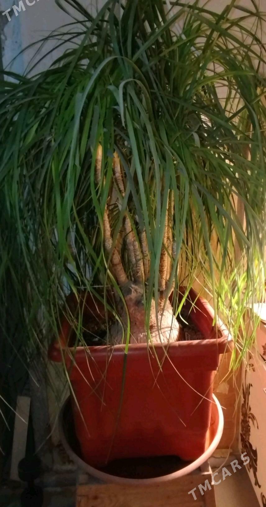 Gul монстера, женское счастье - Aşgabat - img 3