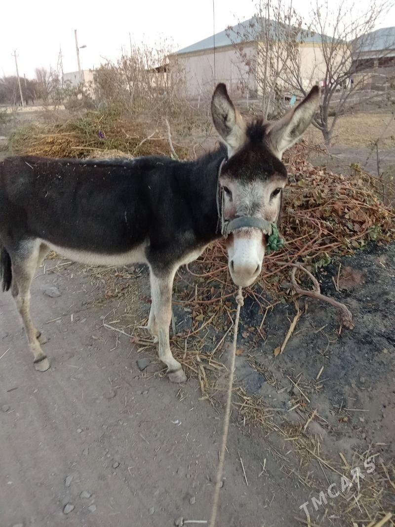 Eşek - Görogly (Tagta) - img 1
